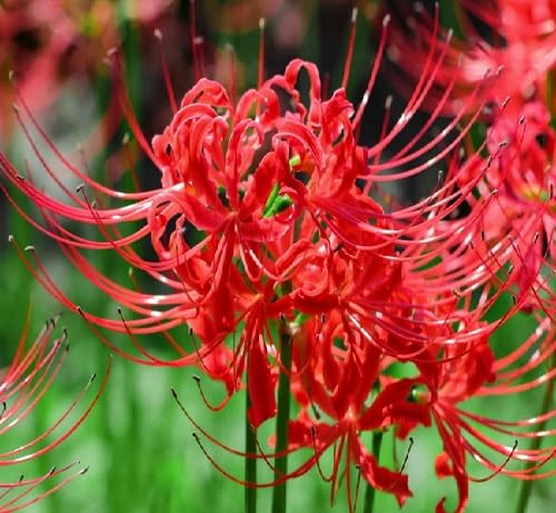 Red Lychnis Flower Seeds