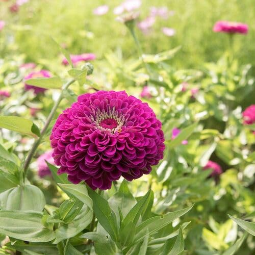 Purple Giant Zinnia Flower Seeds
