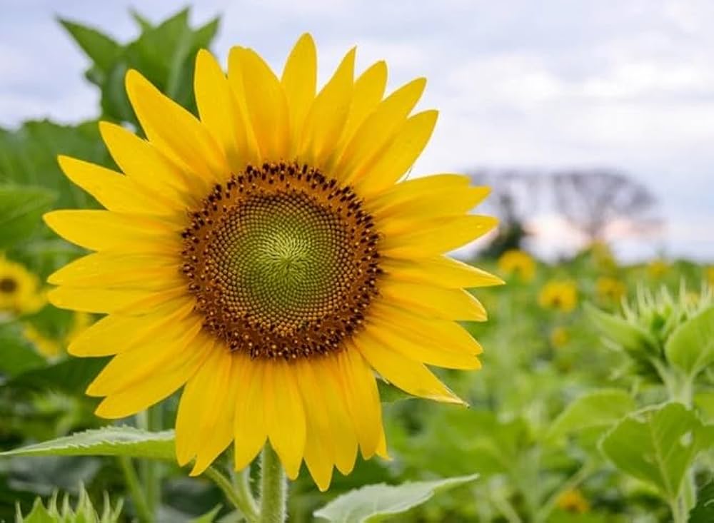 Yellow Green High Paw Flower Sandy Soil Anigozanthos Flavidus Flower Seeds