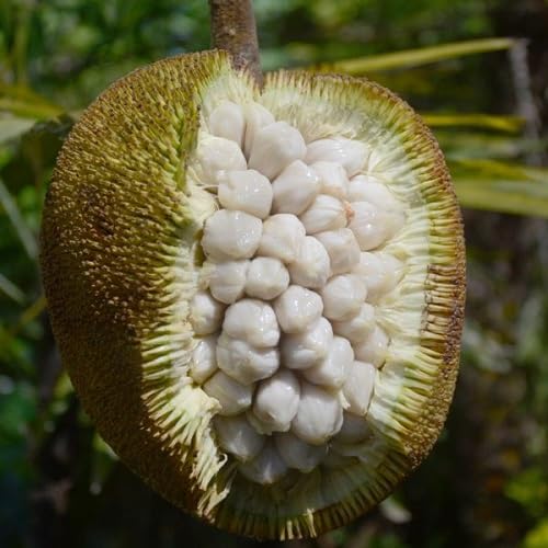 marang fruit white Fruit Seeds organic garden seeds