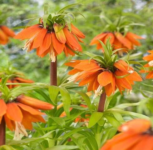 orange fritillaria flower seeds