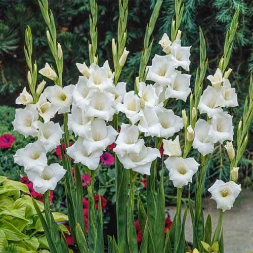 White Gladiolus Flower Seeds