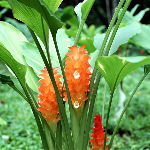 Orange Curcuma Flower Seeds