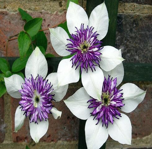 White Purple Clematis Flower Seeds