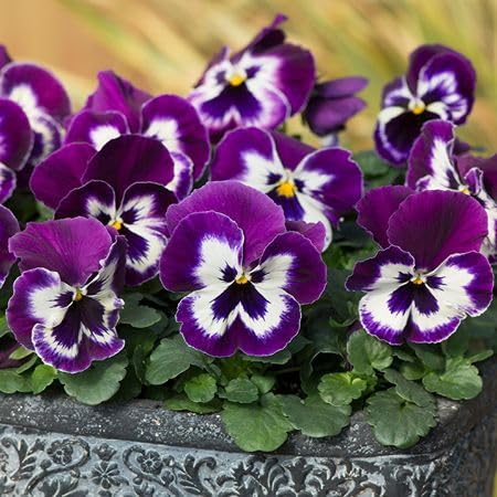White Purple Pansy Flower Seeds