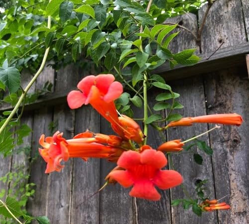 Orange Tecoma Flower Seeds