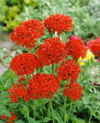 Red Chalcedonica Flowers Seeds