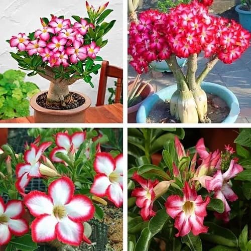 Mixed Adenium Obesum Flower Seeds