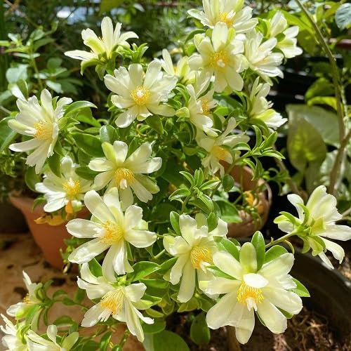 White Pereskia aculeata Flower Seeds