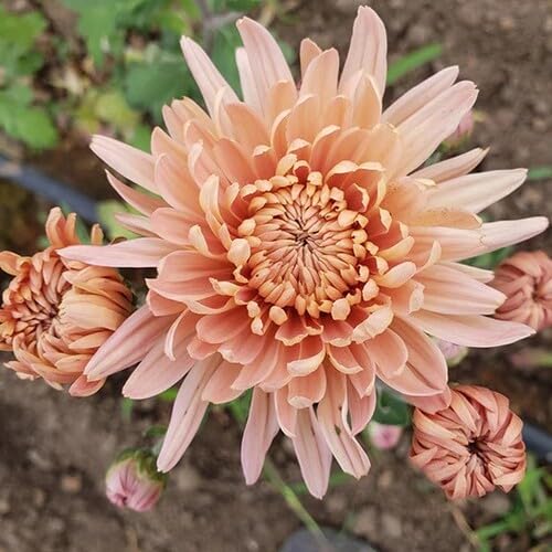 Pink Light Carnation Flower Seeds