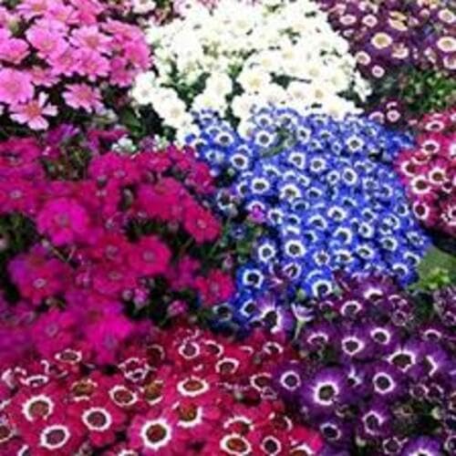 Mixed Cineraria Flower Seeds