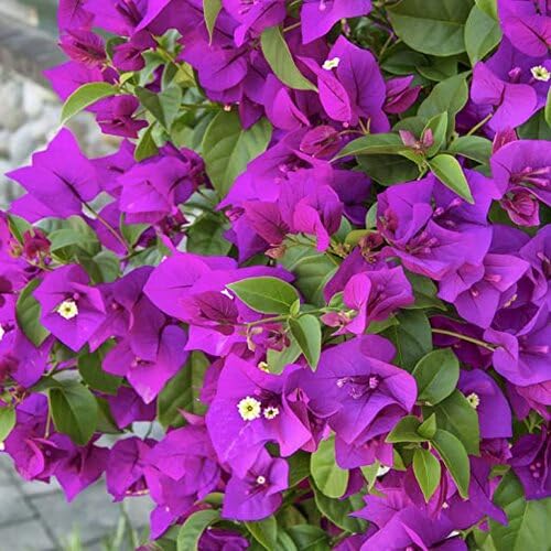 Purple Giant Bougainvillea Flower Seeds