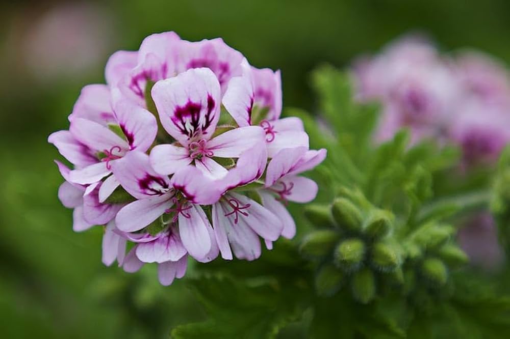 geranium pelargonium hortorum Fruit Seeds