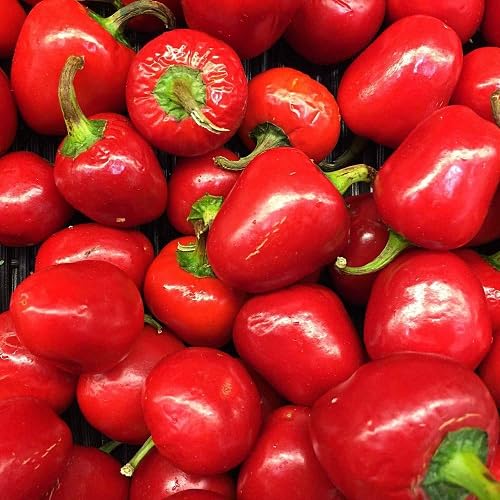 Red Pimento Pepper vegetable seeds - Heirloom, Organic, Non Gmo Garden Seeds for kitchen garden planting