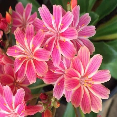 Pink Lewisia Flower Seeds