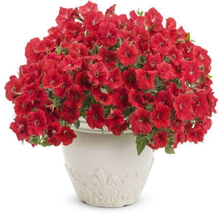 Red Petunia Flower Seeds