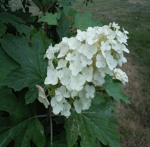 white hydrangea quercifolia flower