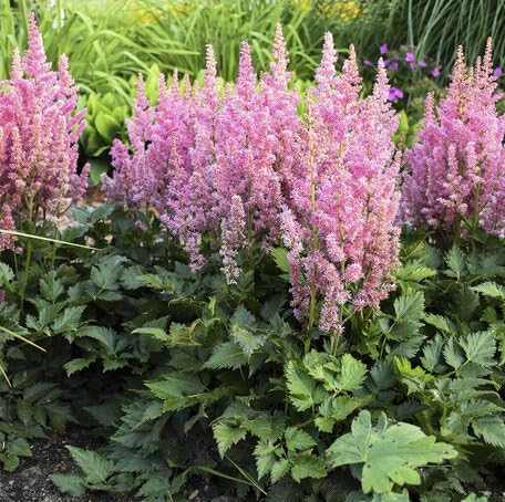 pink astilbe flower seeds