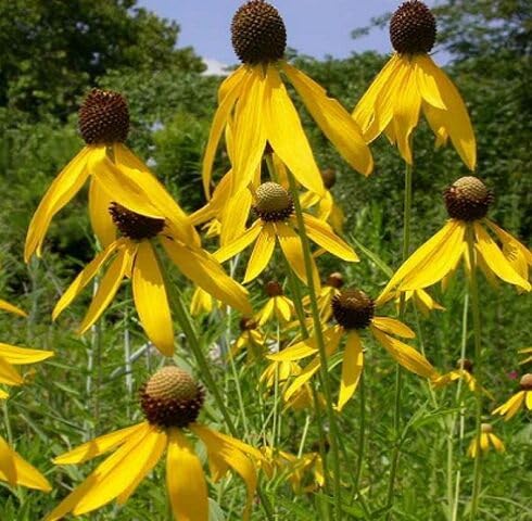 Yellow Ratibida pinnata Flower Seeds