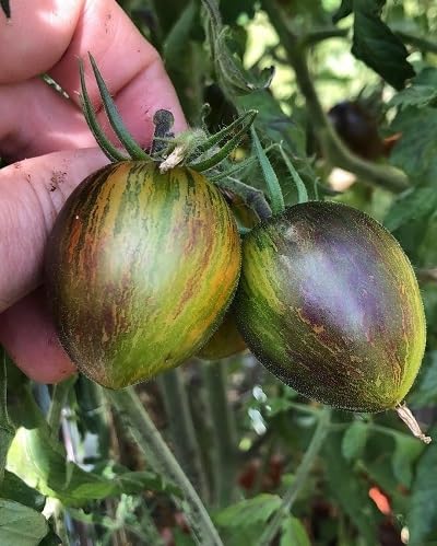 Green Grape Tomato Fruits Seeds. vegetable seeds - Heirloom, Organic, Non Gmo Garden Seeds for kitchen garden planting