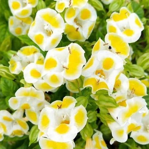 Yellow torenia Flower Seeds
