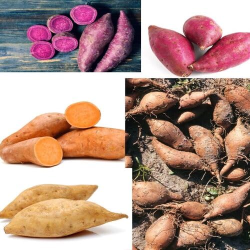 Mixed Sweet Potato vegetable seeds - Heirloom, Organic, Non Gmo Garden Seeds for kitchen garden planting
