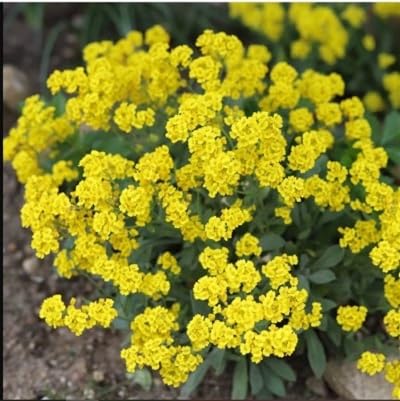 Yellow Alyssum Montanum Flower Seeds