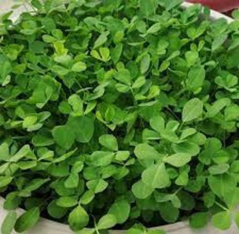 Green Fenugreek Plant Seeds herb seeds - non gmo, home gardening garden seeds