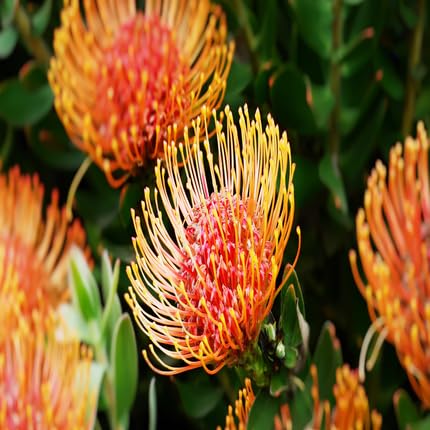 Orange Protea Flower Seeds