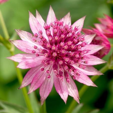 Astrantia Flower Seeds