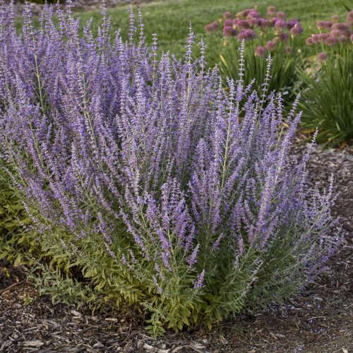 Purple perovskia Flower Seeds