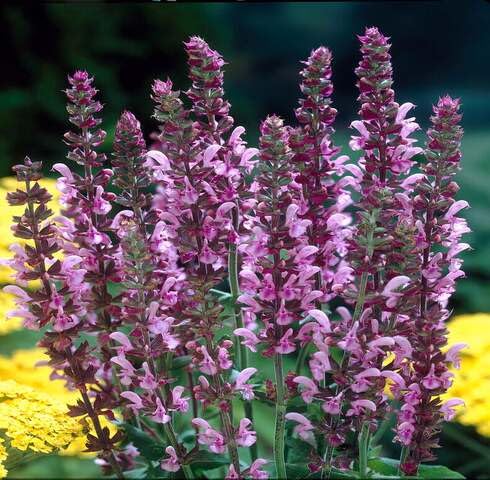Pink Salvia Nemorosa Flower Seeds