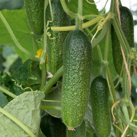 Green Gherkin vegetable seeds - Heirloom, Organic, Non Gmo Garden Seeds for kitchen garden planting