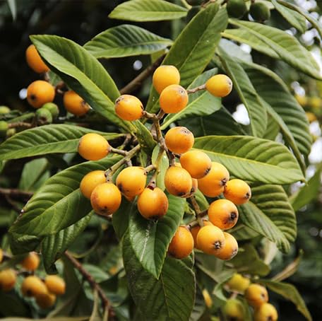 Orange Loquat fruit seeds for organic garden planting
