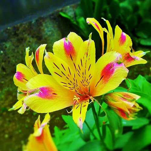 Pink Yellow Alstroemeria Flower Seeds