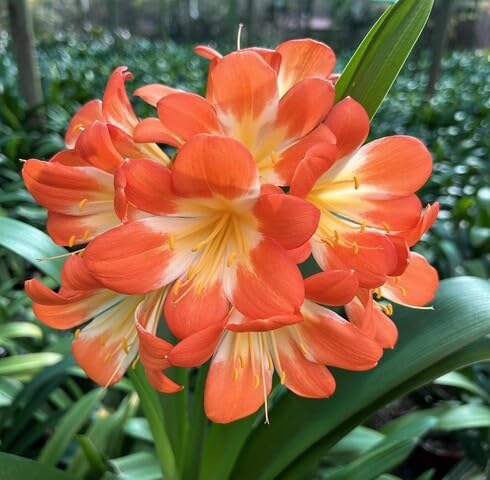 Orange Clivia fruit seeds for organic garden planting