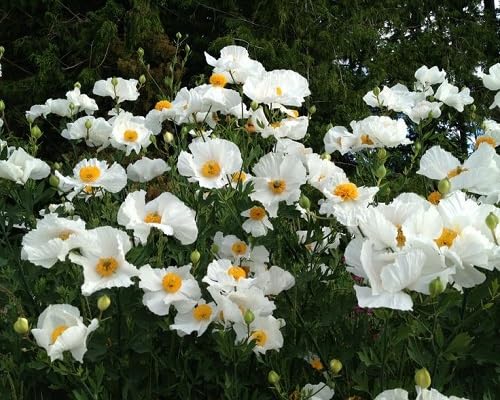 coulteri Flower Seeds