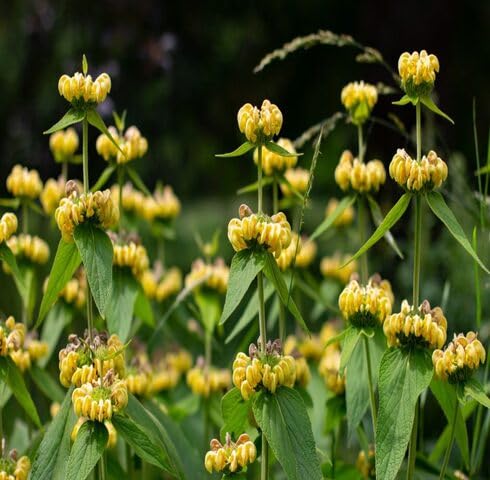 Yellow Turkish Sage Flower Seeds