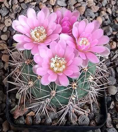 Pink Gymnocalycium Flower Seeds