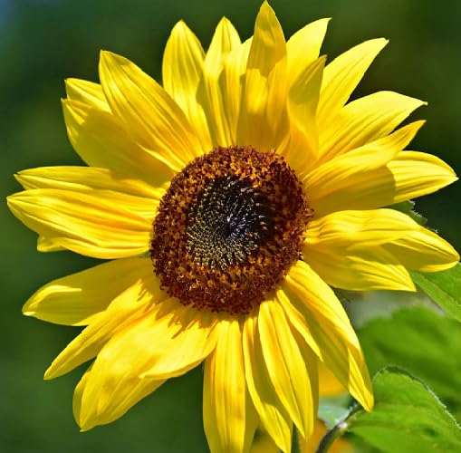 Yellow Sunflower Flower Seeds