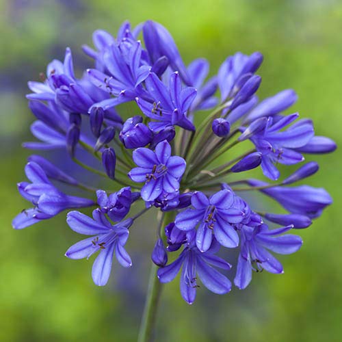 Agapanthus Flower Seeds - Heirloom Non GMO High Germination Garden Planting Seeds