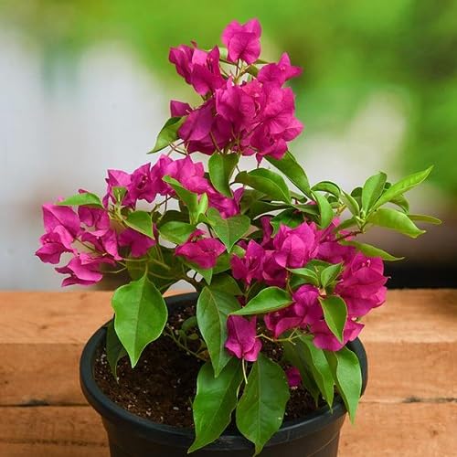 Pink Climbing Bougainvillea Flower Seeds