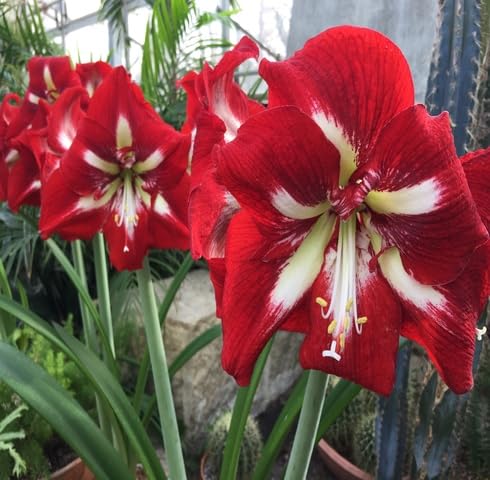 Red White Amaryllis Flower Seeds