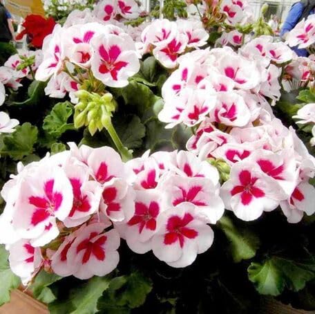 Pink White Geranium Flower Seeds