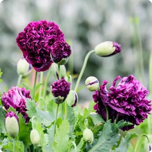 Purple Paeony Flower Seeds