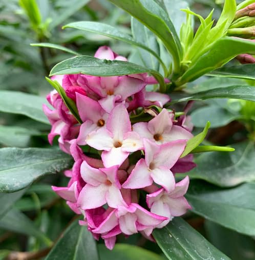 Pink Daphne odora Flower Seeds