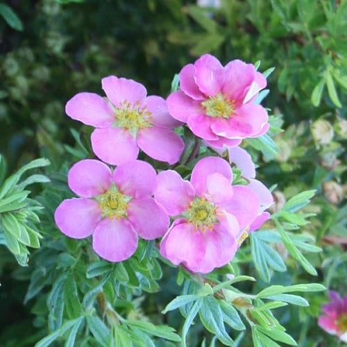 Pink Potentilla Flower Seeds