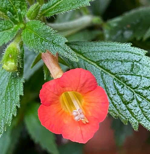 Orange Achimenes Flower Seeds