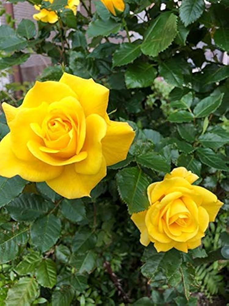 Yellow Rose
