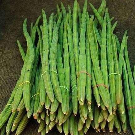 Green Drumstick vegetable seeds - Heirloom, Organic, Non Gmo Garden Seeds for kitchen garden planting